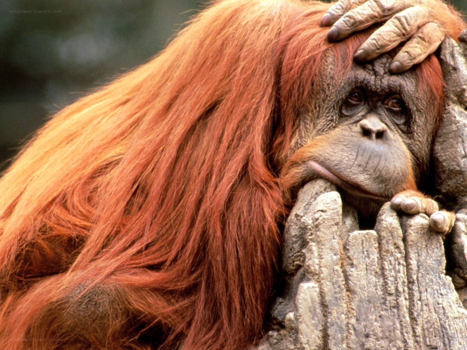 Orangutan resting on rock