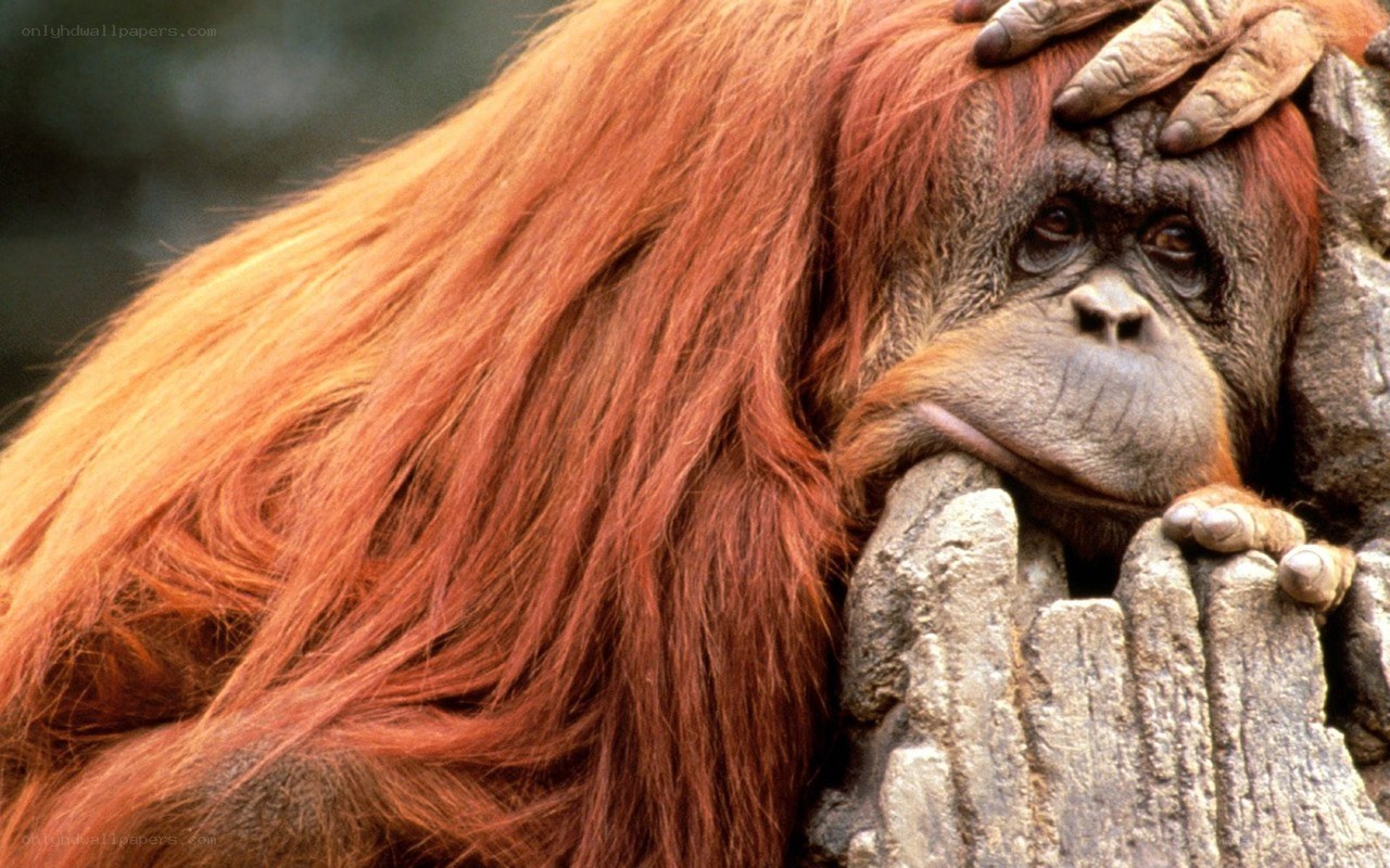 Orangutan resting on rock