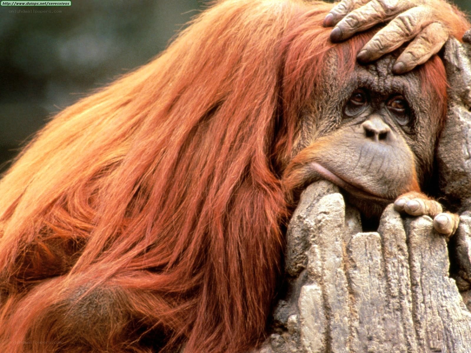 Orangutan resting on rock