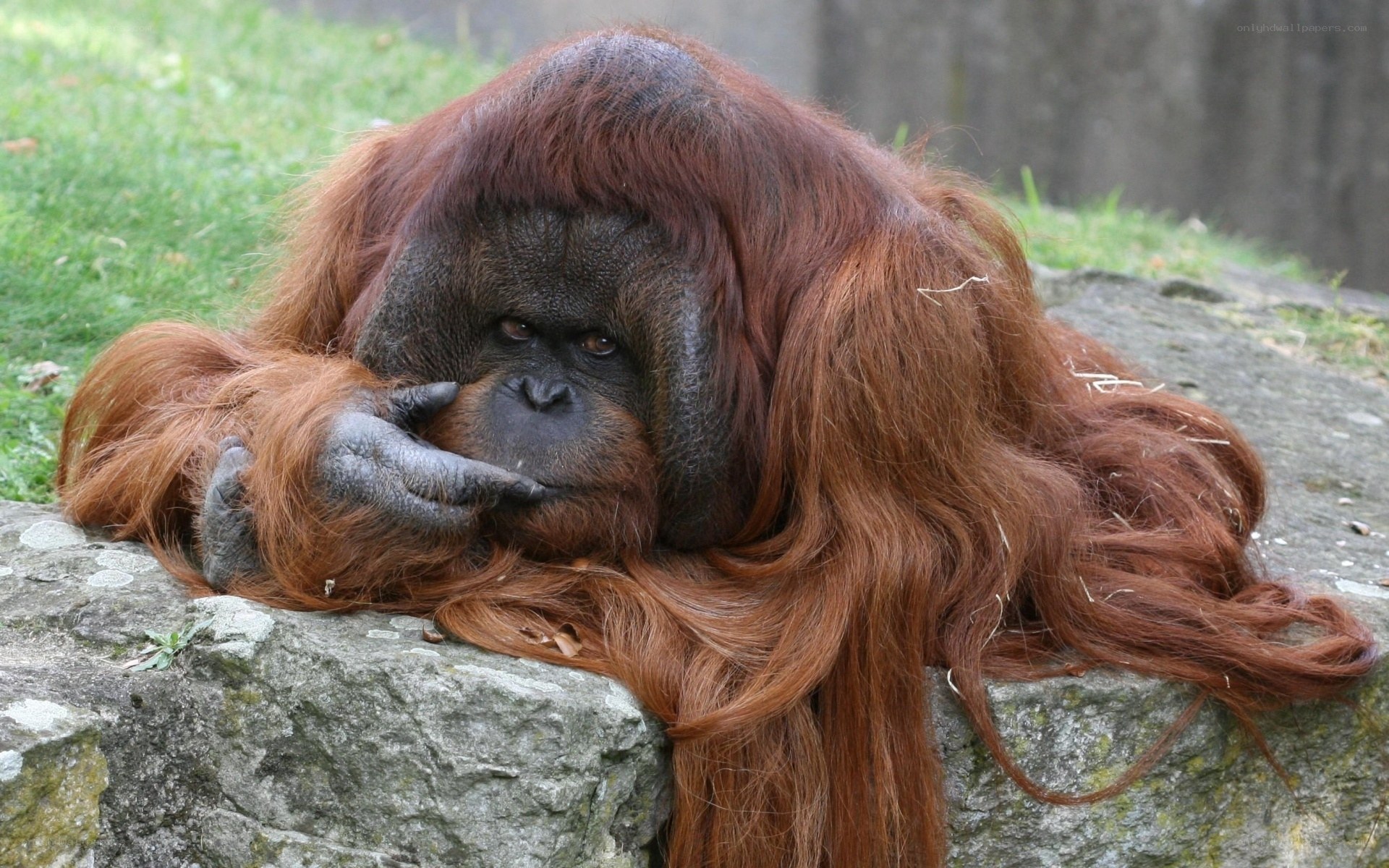 Orangutan resting on rock