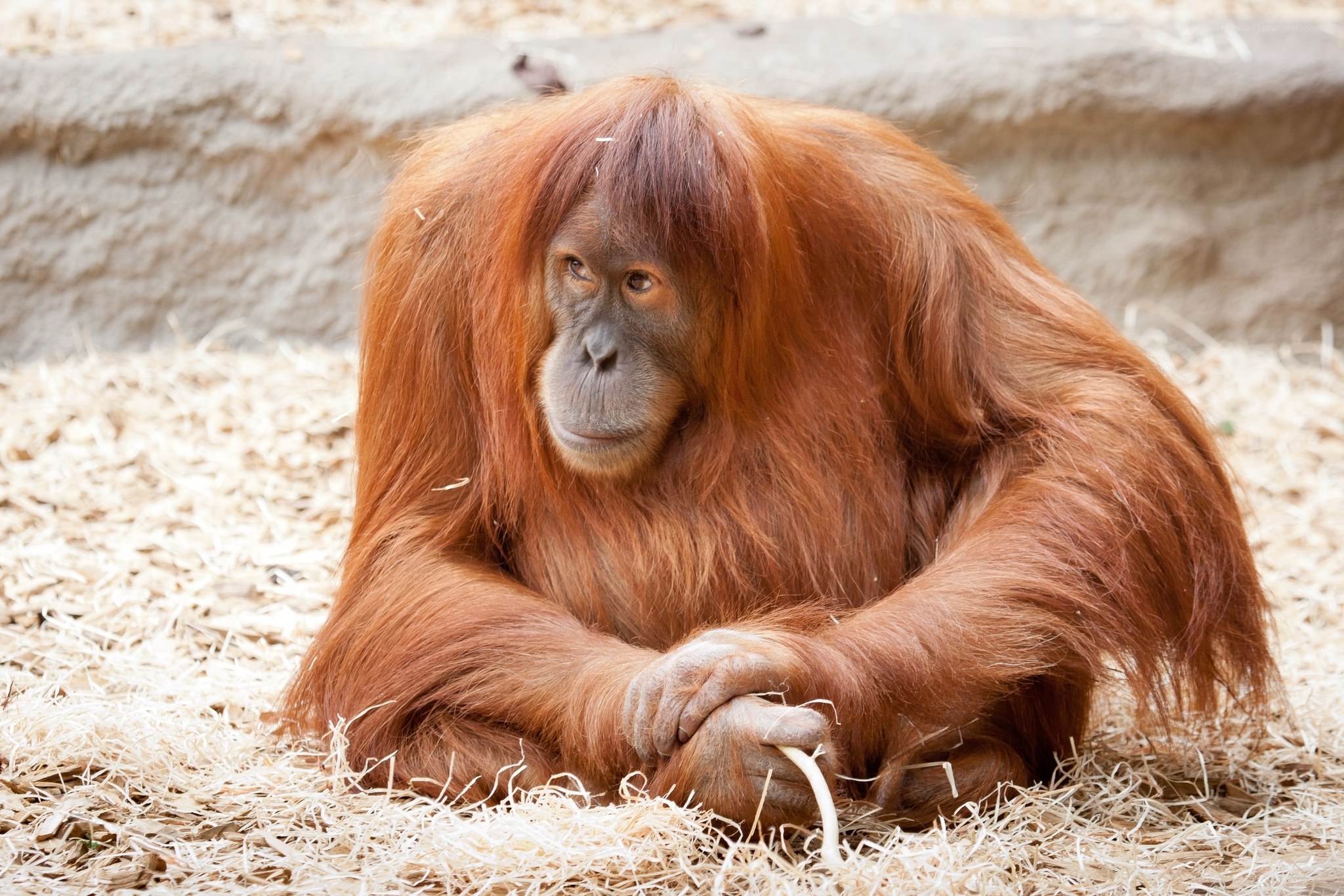 Orangutan resting on straw