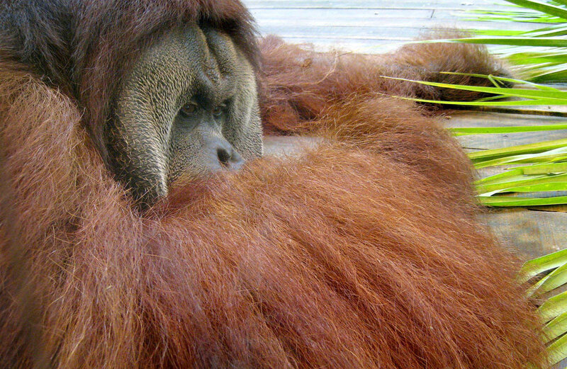 Orangutan resting on wood