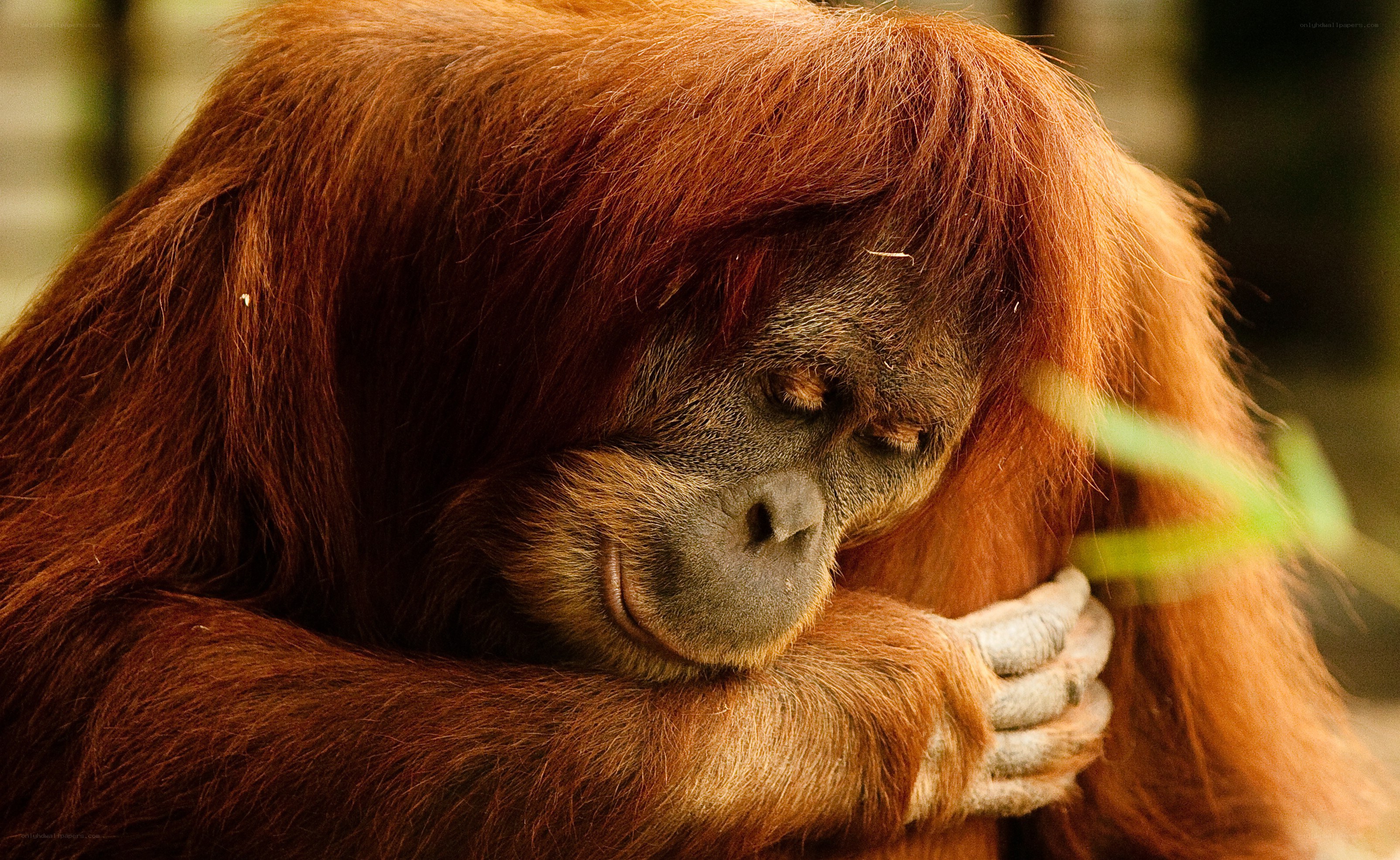 Orangutan resting peacefully