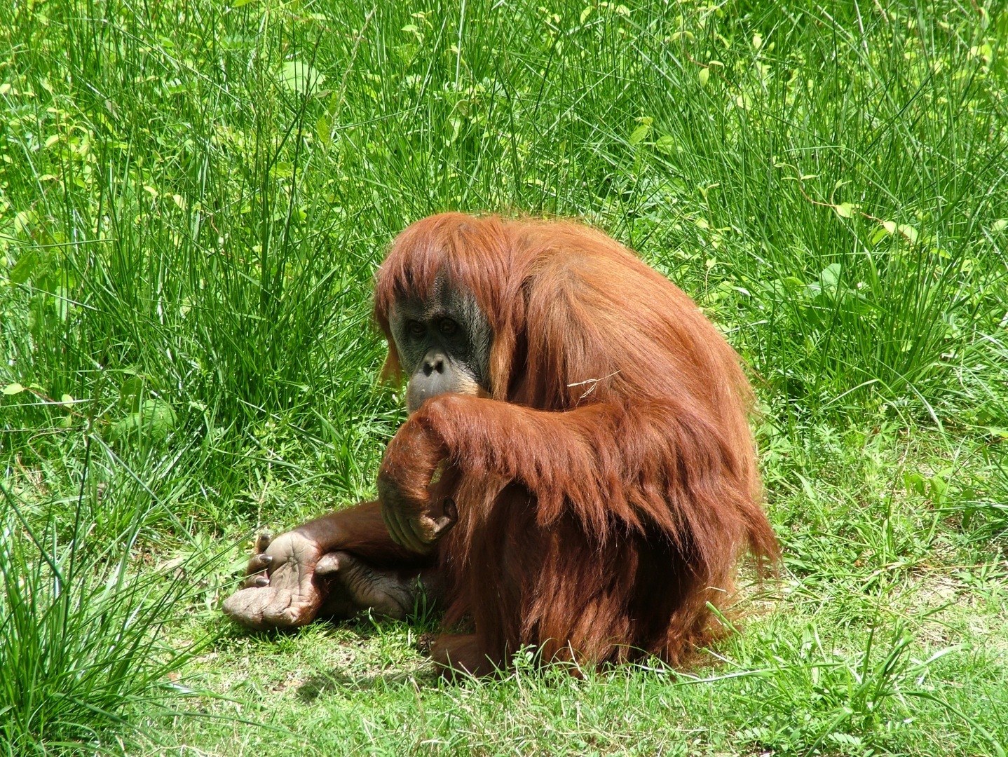 Orangutan sitting in grass