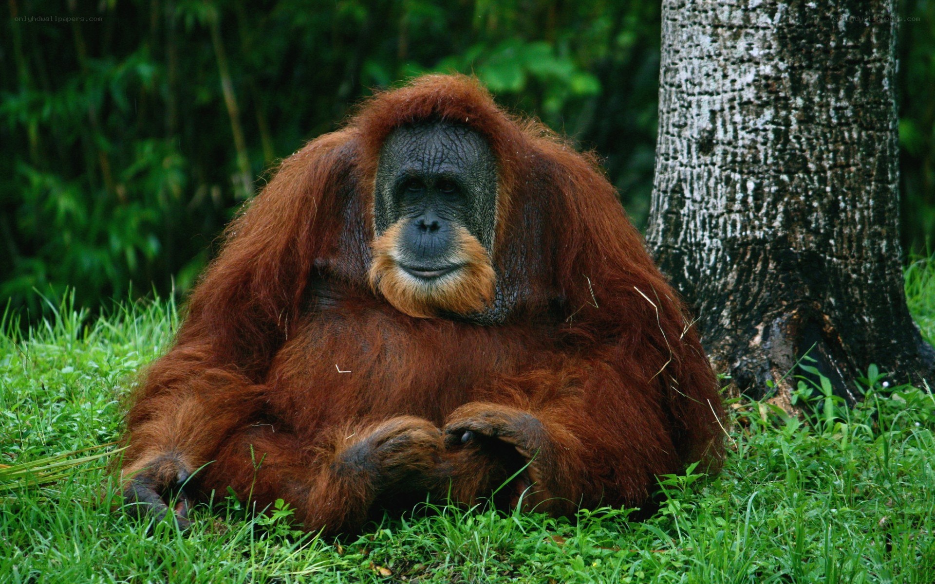 Orangutan sitting in grass