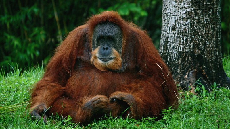 Orangutan Sitting on Grass — Brown