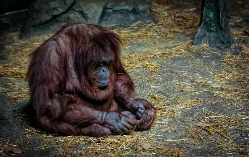 Orangutan Sitting on Ground