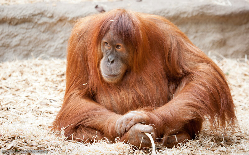 Orangutan Sitting on Hay