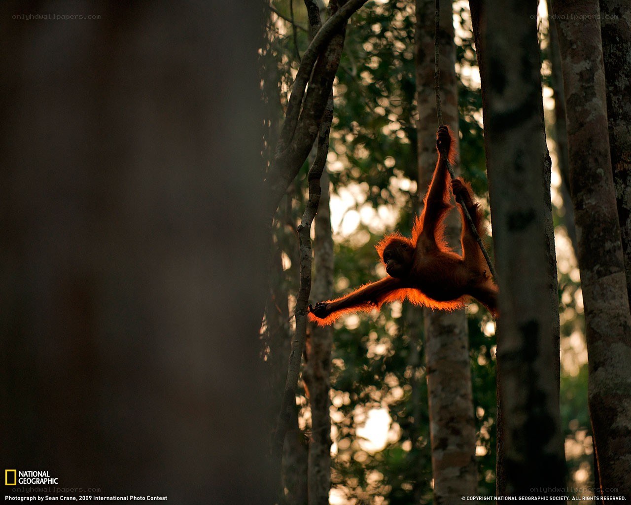 Orangutan swinging in forest