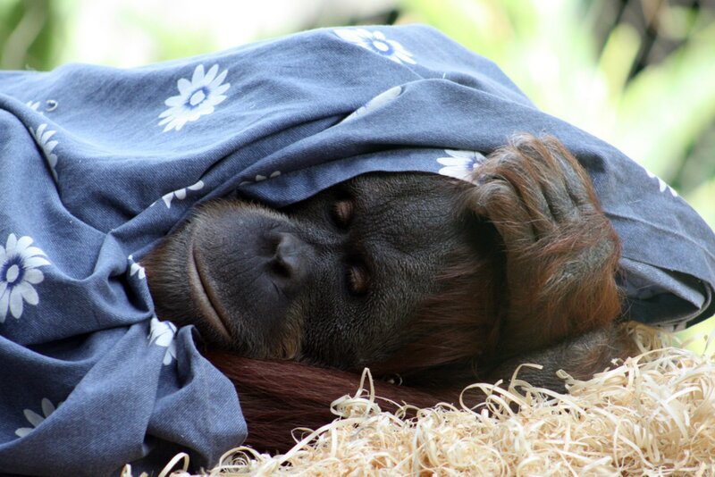 Orangutan under Blanket — Blue