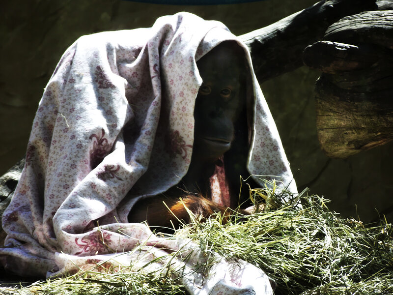 Orangutan under Blanket