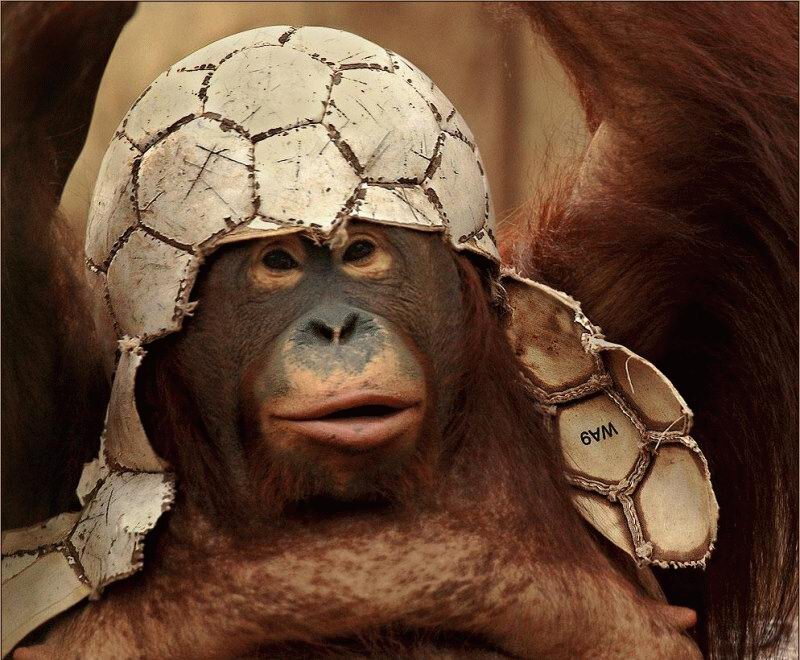 Orangutan Wearing Helmet