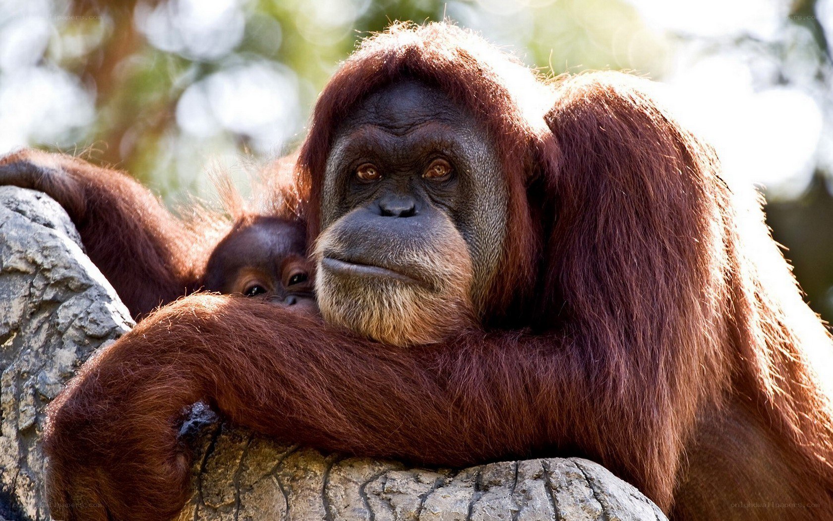 Orangutan with baby in tree