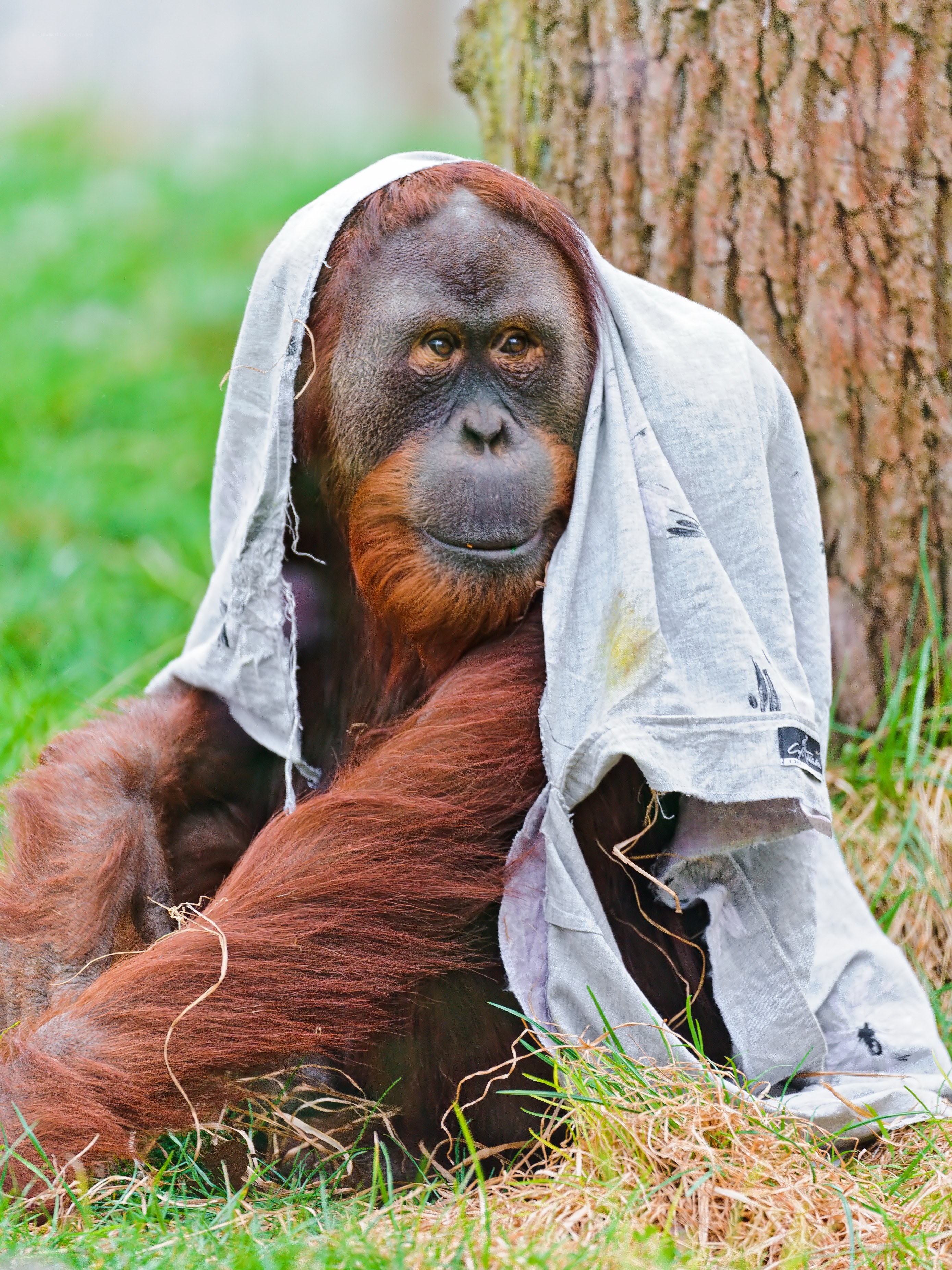 Orangutan with cloth over head