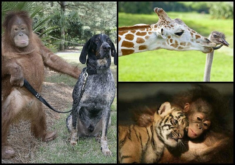 Orangutan with Dog
