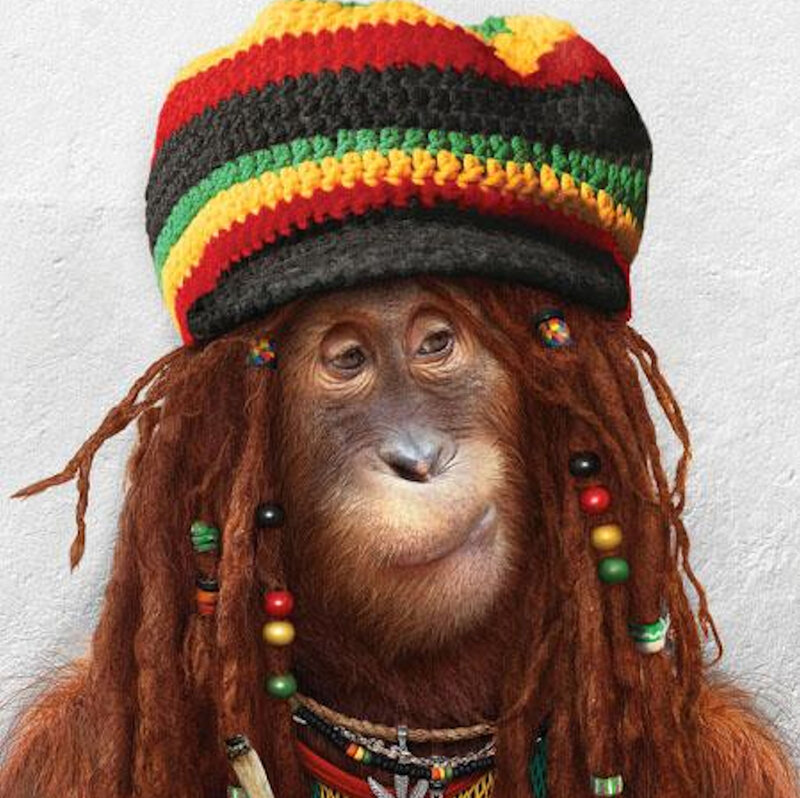 Orangutan with Dreadlocks