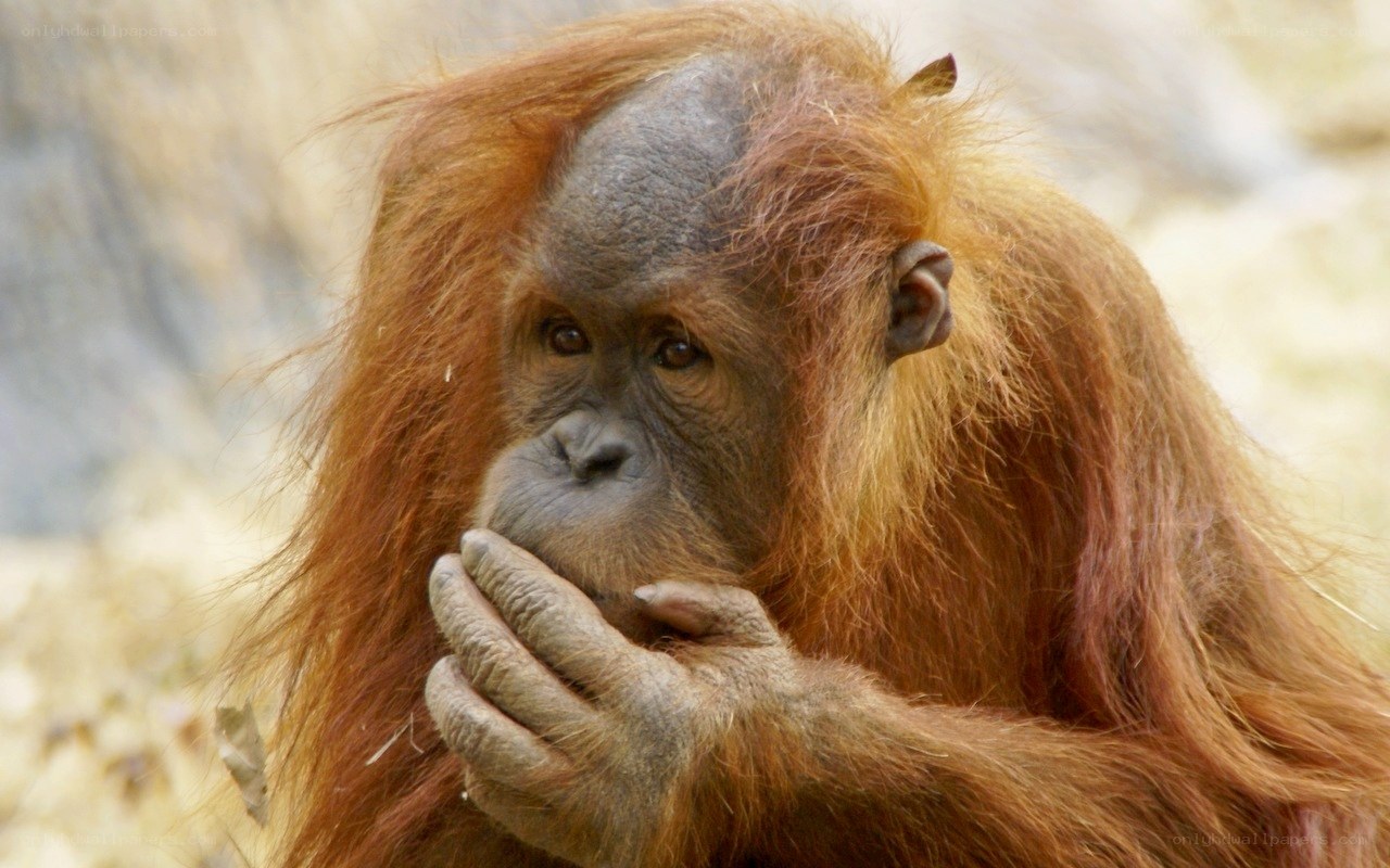 Orangutan with hand on face