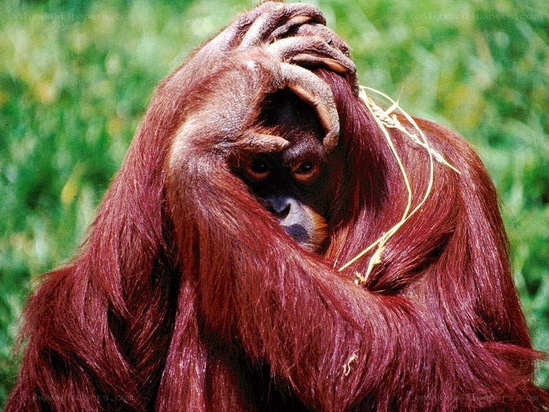 Orangutan with hand on head