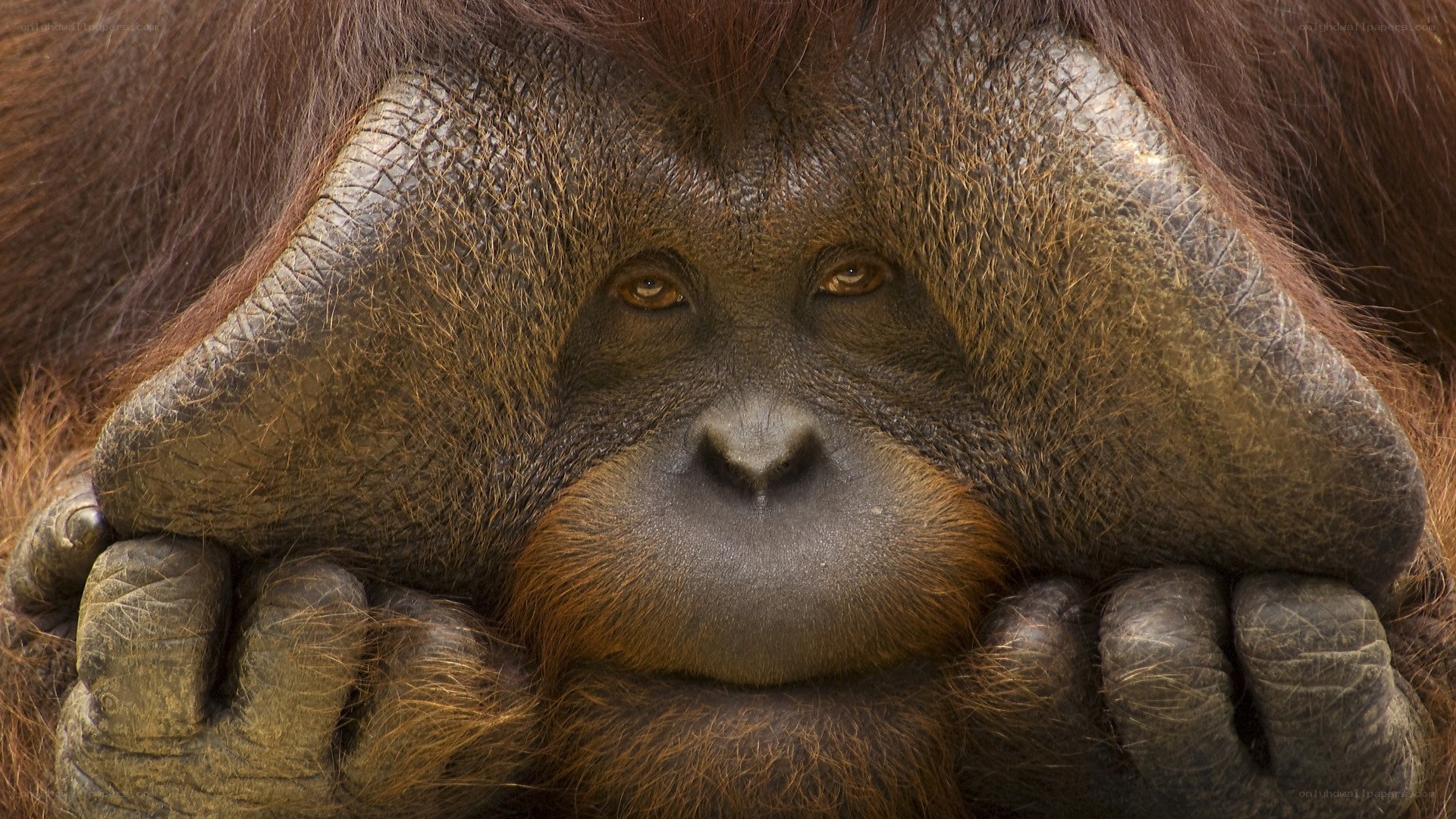 Orangutan with hands on face