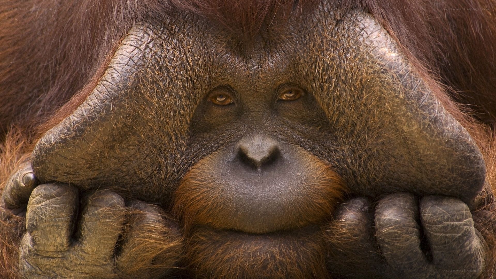 Orangutan with hands on face
