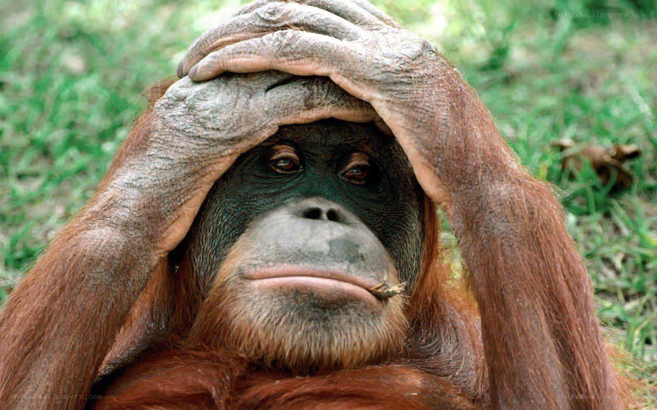 Orangutan with hands on head