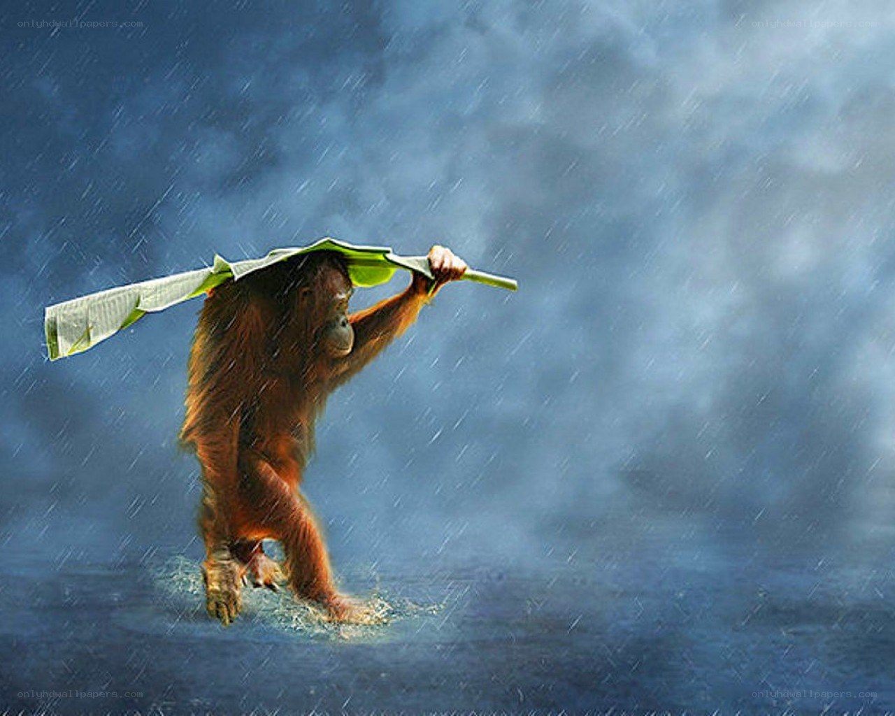 Orangutan with leaf umbrella