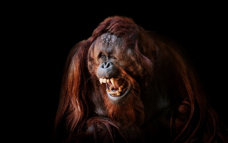 Orangutan with Open Mouth — Black
