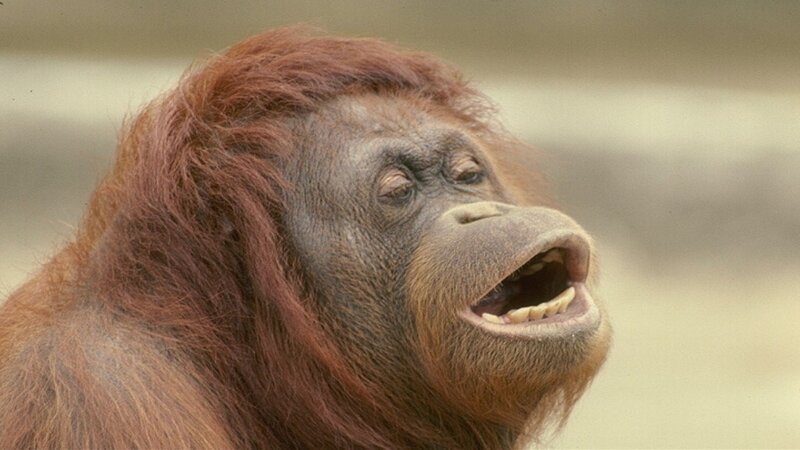 Orangutan with Open Mouth — Brown, Neutral
