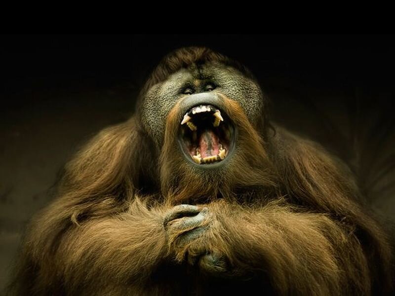 Orangutan with Open Mouth — Brown