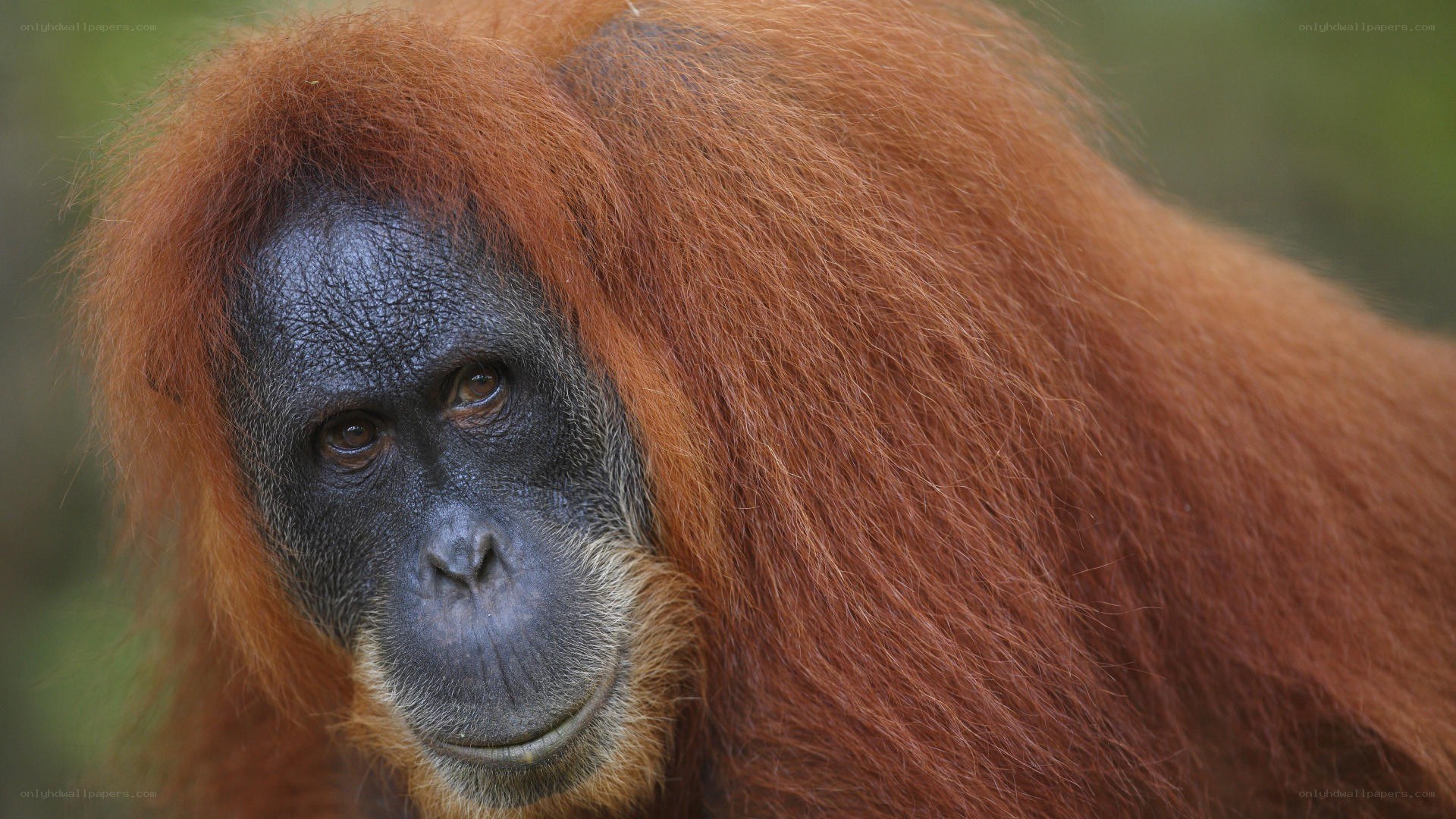 Orangutan with red fur