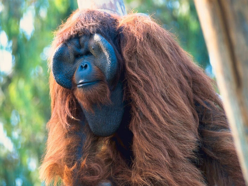 Orangutan with Red Fur — Brown