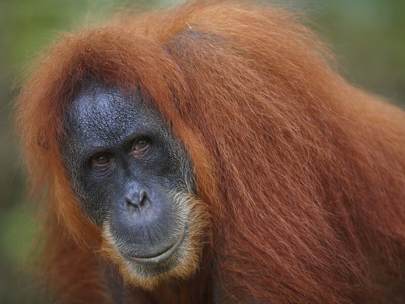 Orangutan with red fur