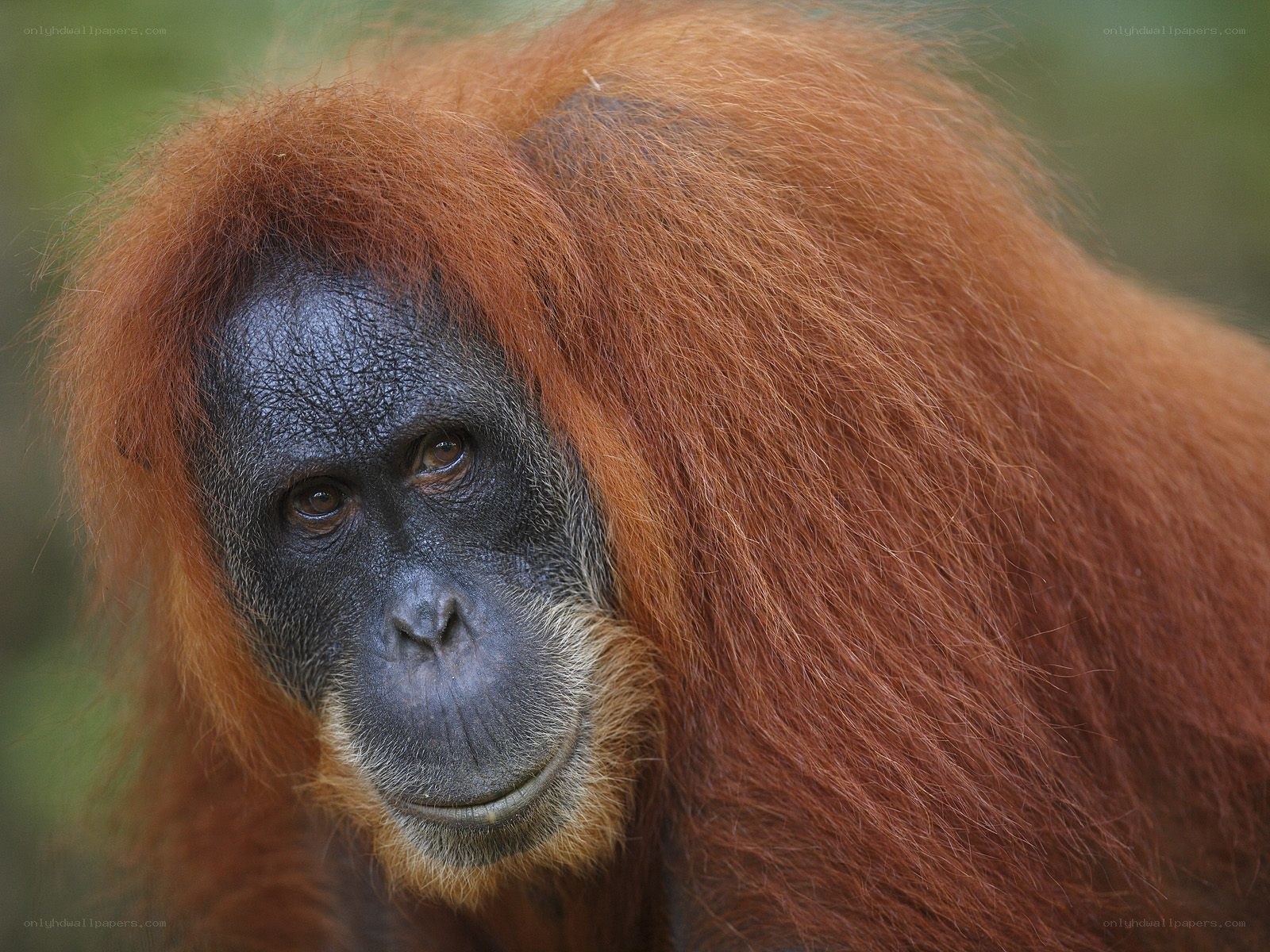 Orangutan with red fur