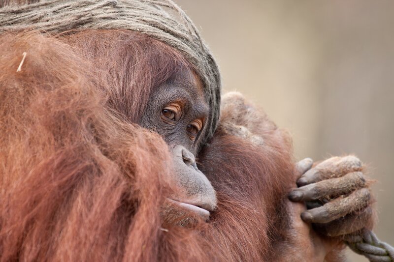 Orangutan with rope on head