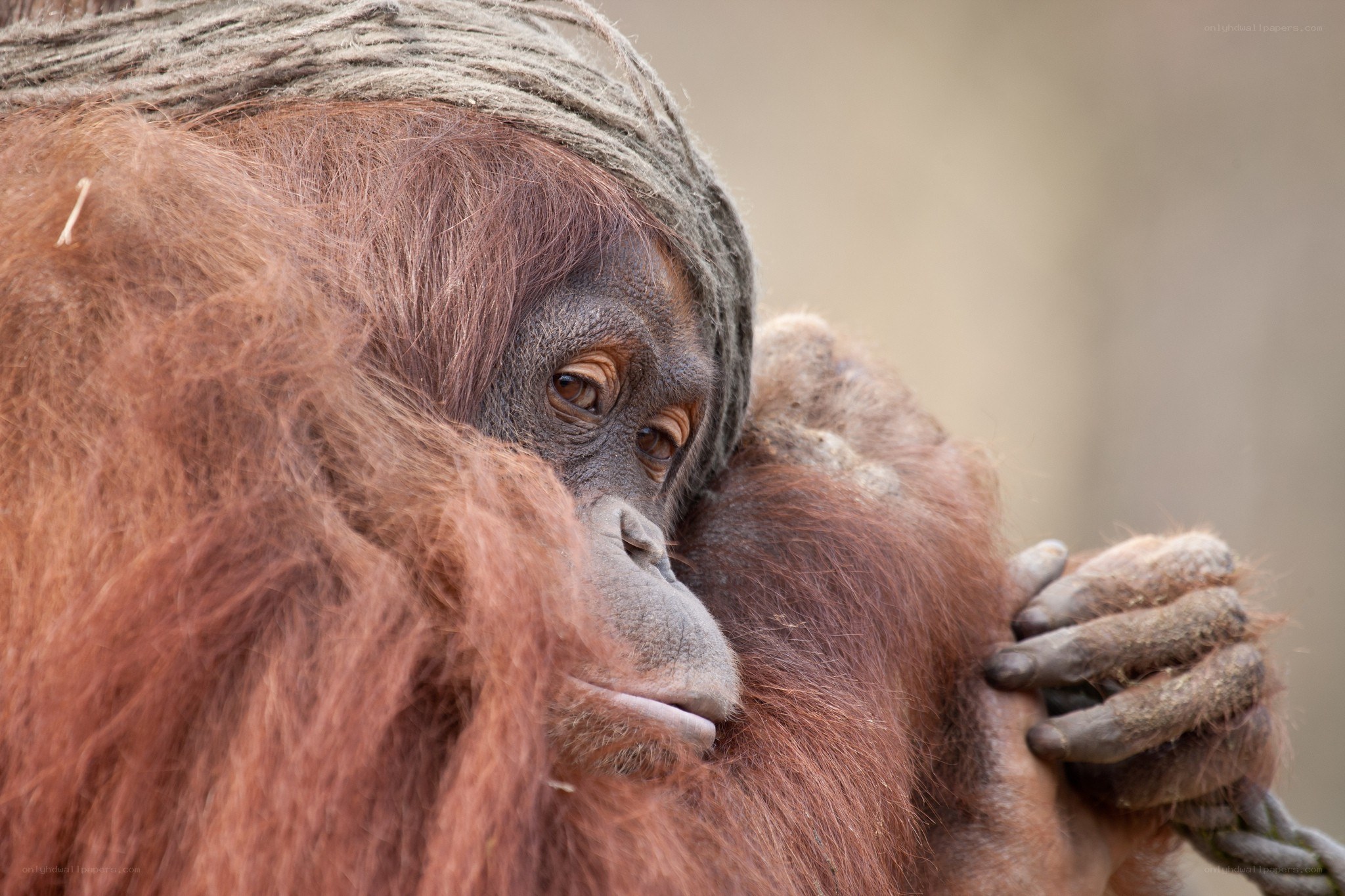 Orangutan with rope on head