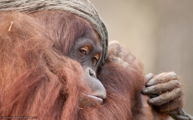 Orangutan with rope on head