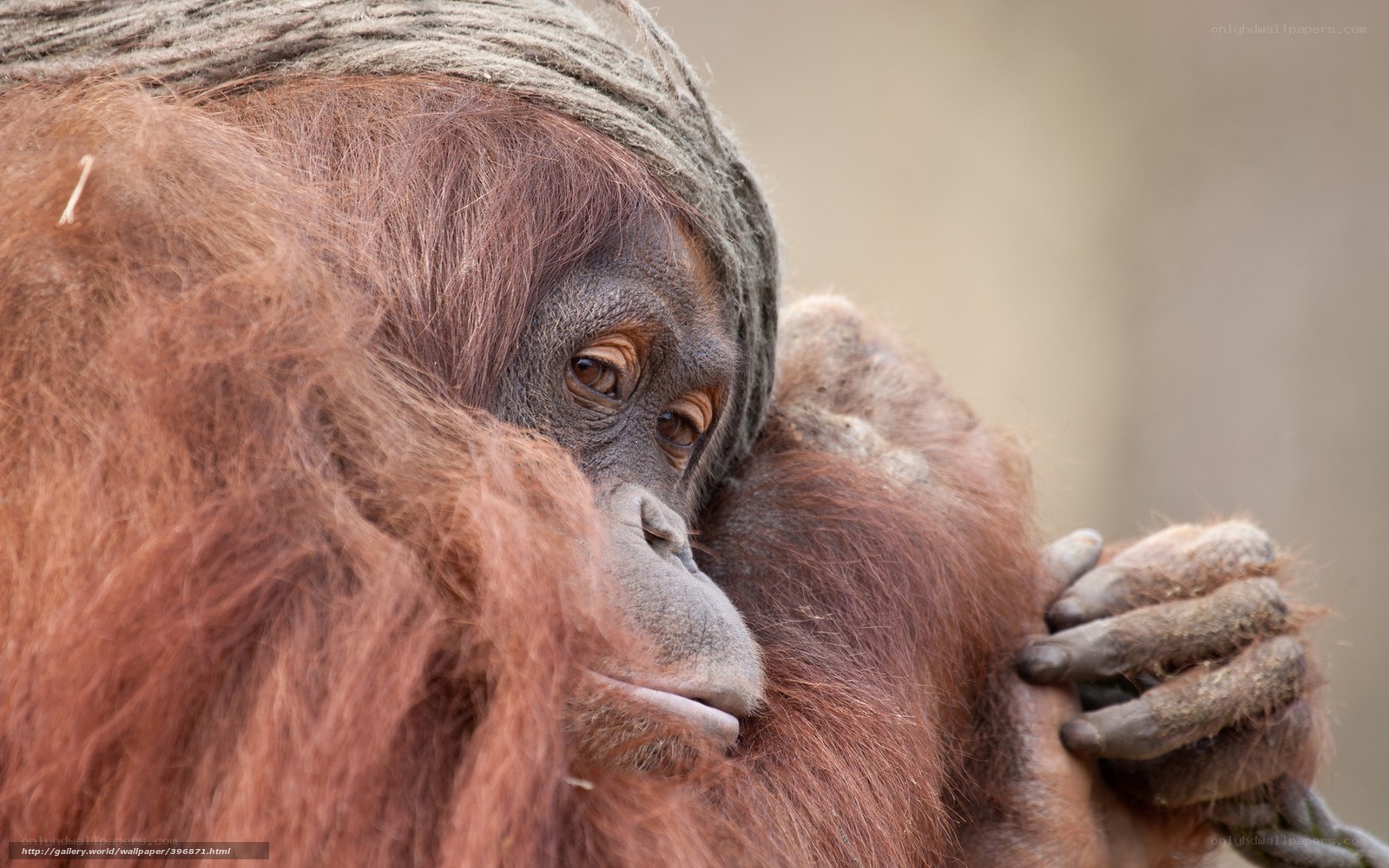 Orangutan with rope on head