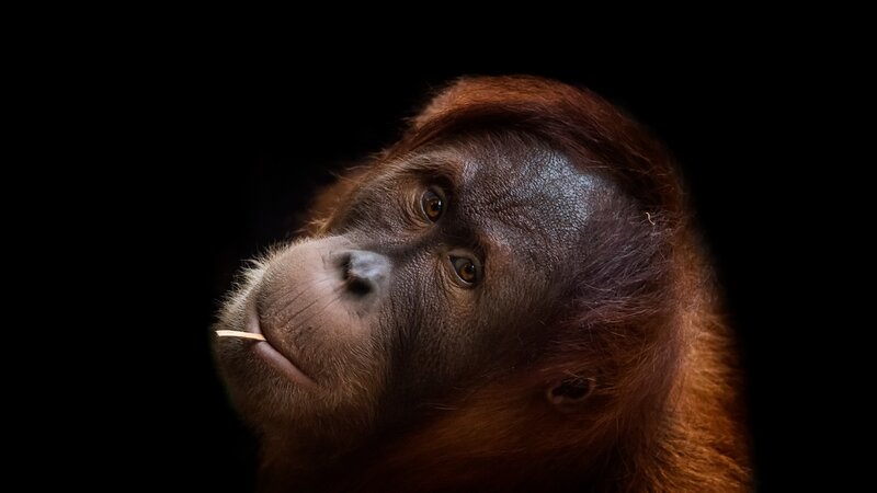 Orangutan with Stick