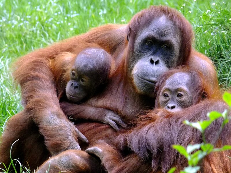Orangutan with Two Infants