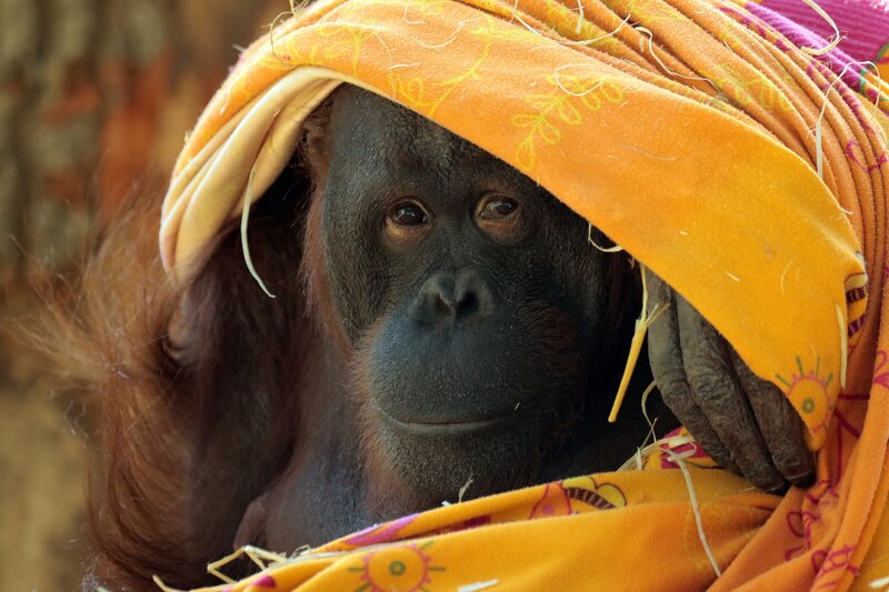 Orangutan Wrapped in Cloth