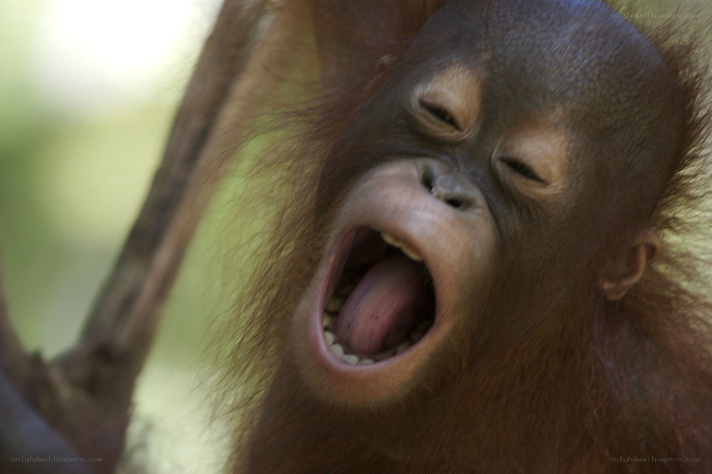 Orangutan yawning widely