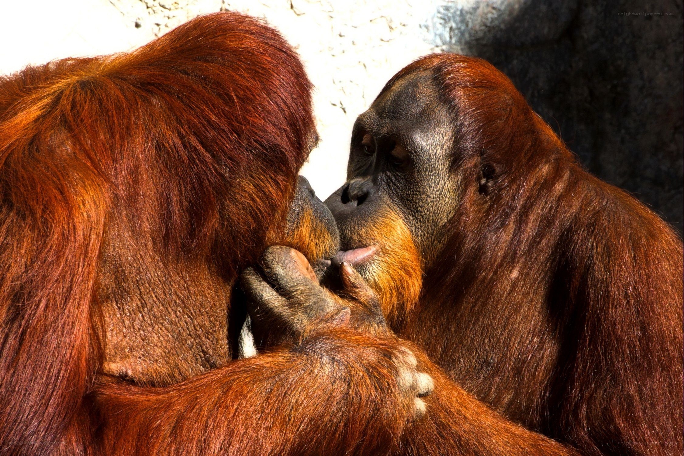 Orangutans grooming each other