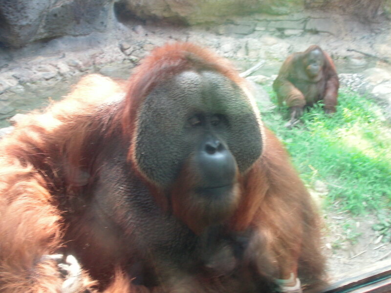 Orangutans in enclosure