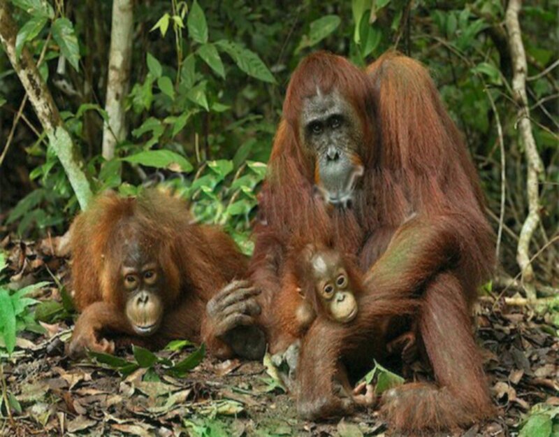 Orangutans in Forest