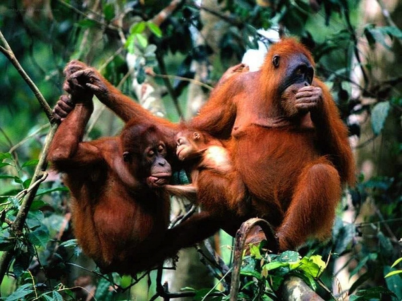 Orangutans in the forest