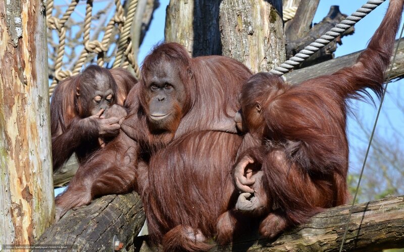 Orangutans on a tree branch