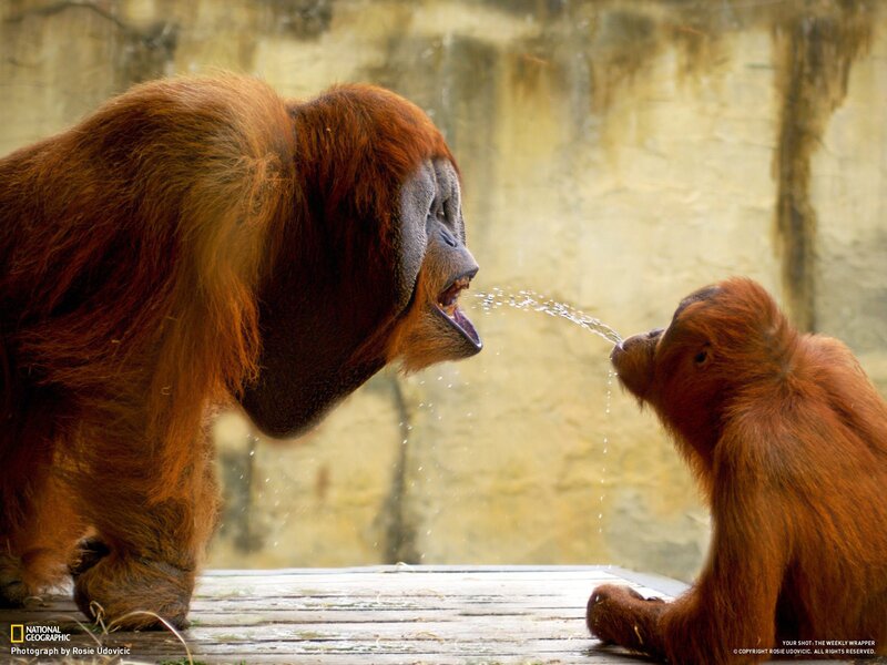 Orangutans spitting water