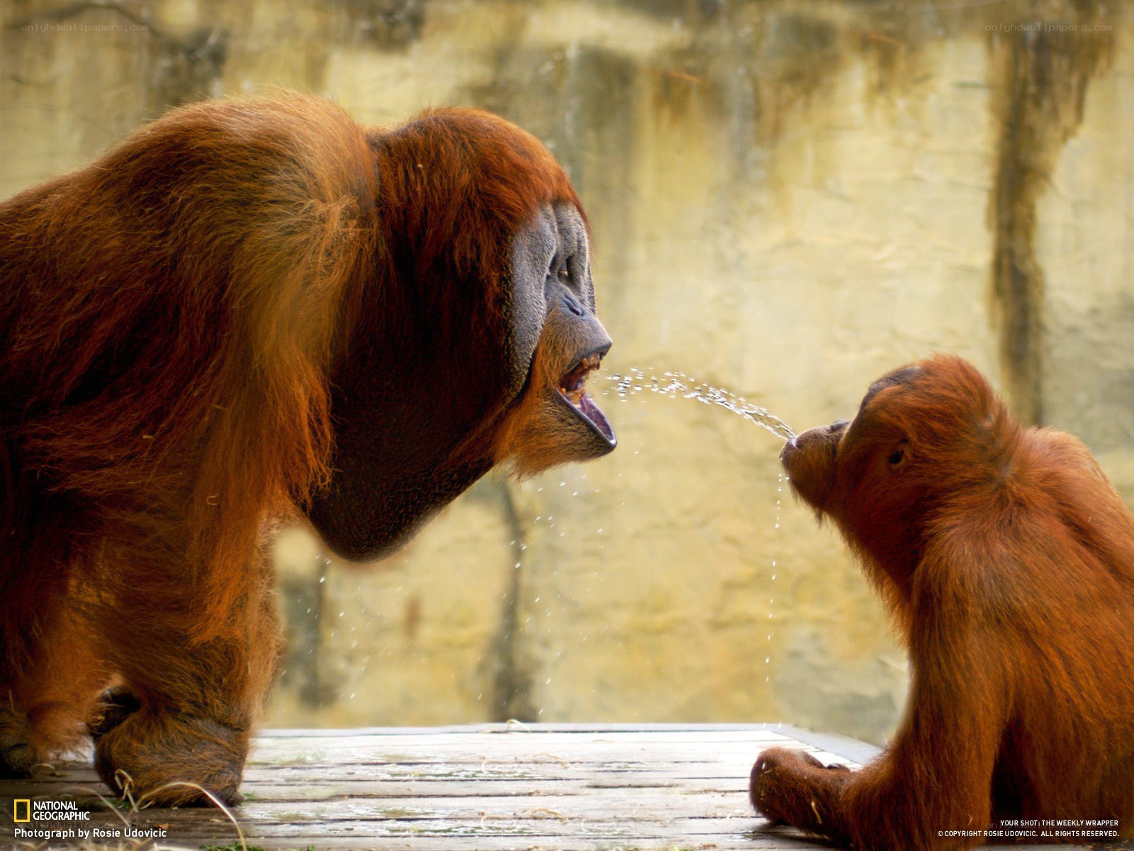 Orangutans spitting water