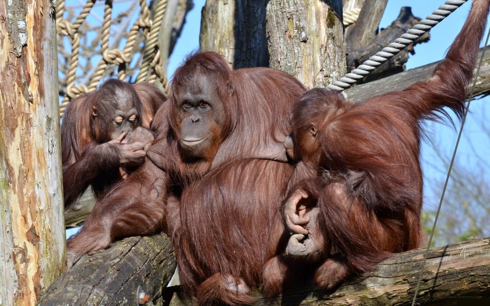 Orangutans with infants