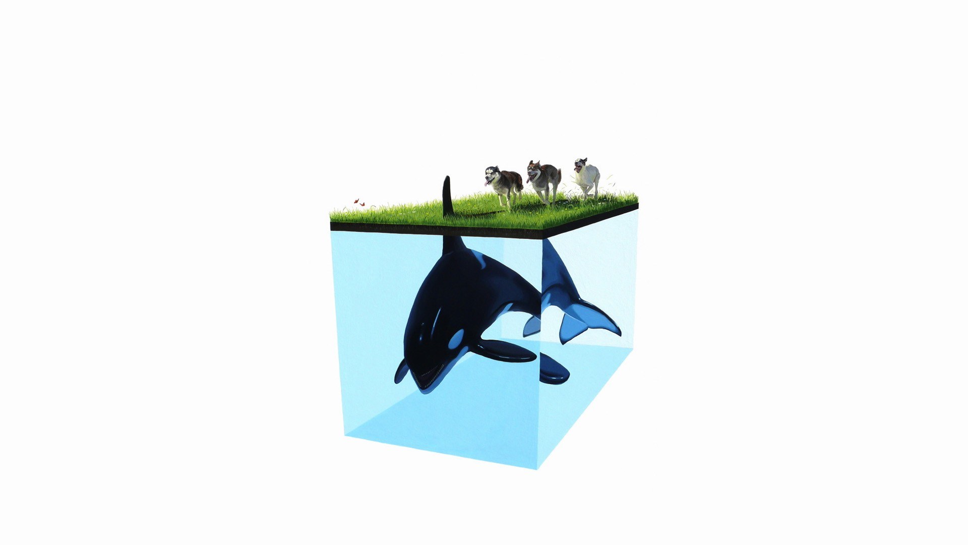 Orca and dogs in a cube